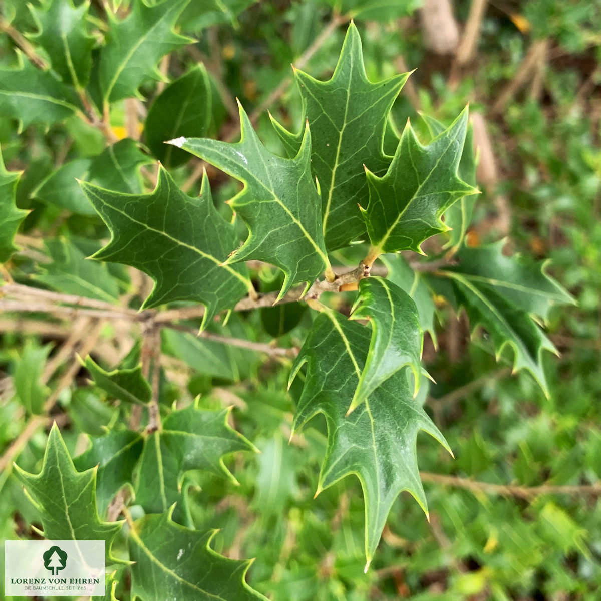 Osmanthus heterophyllus