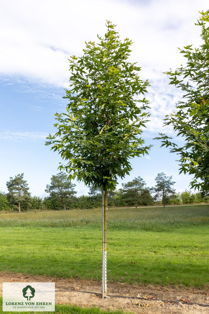 Platanus orientalis 'Minaret'