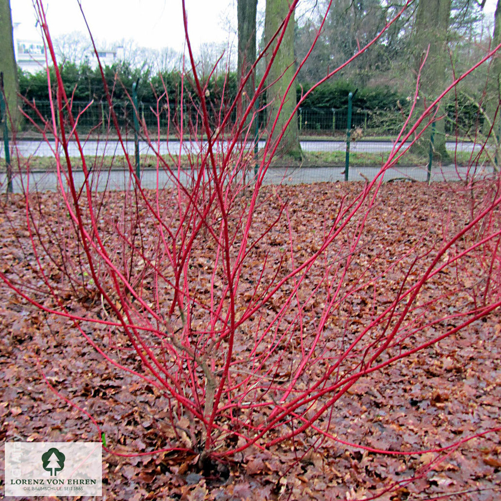 Cornus alba 'Sibirica'