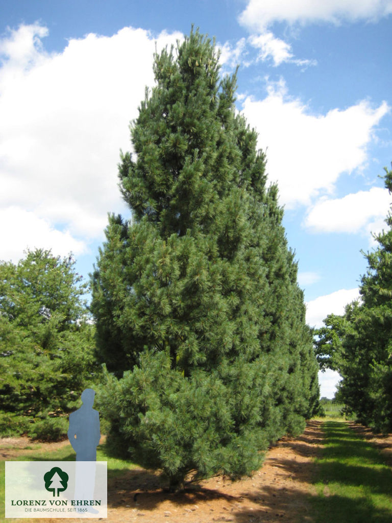 Pinus wallichiana 'Densa Hill'