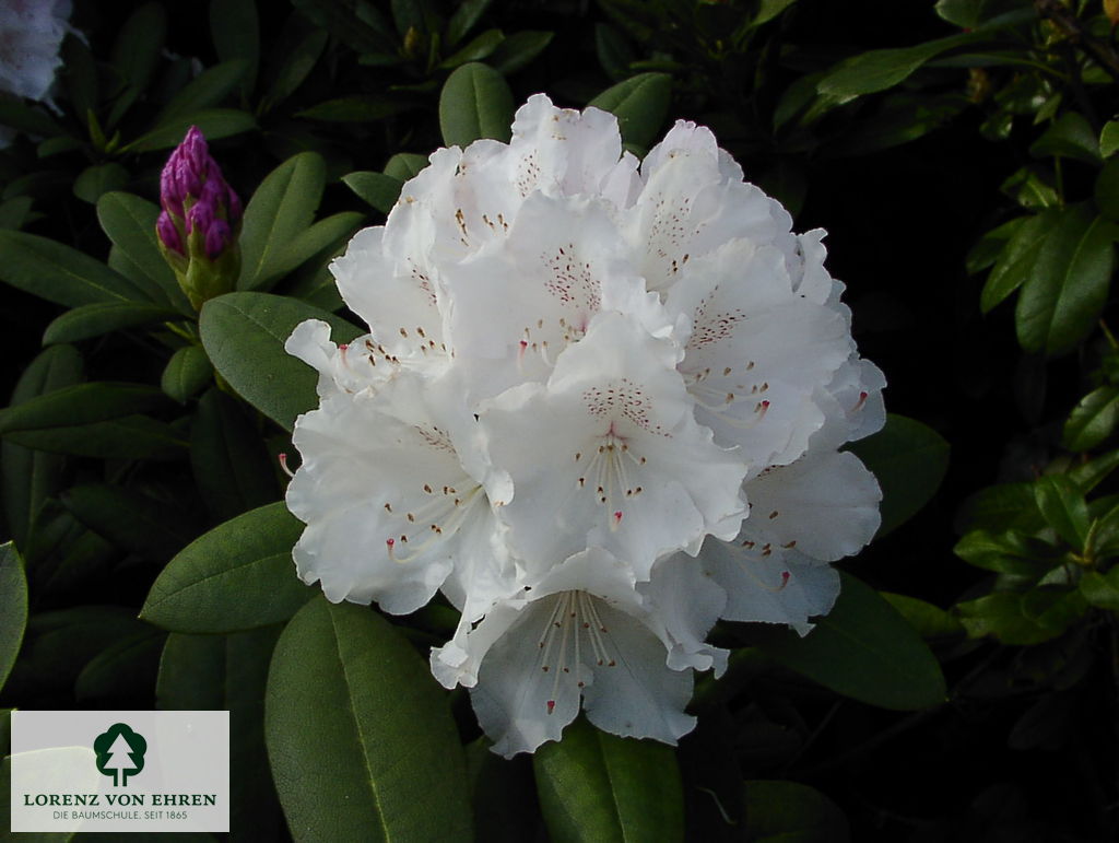 Rhododendron yakushimanum 'Schneekrone'