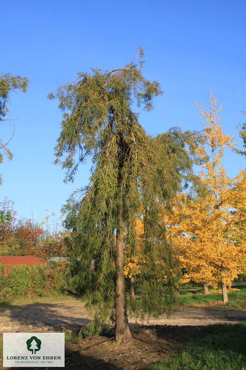 Taxodium distichum 'Pendens'