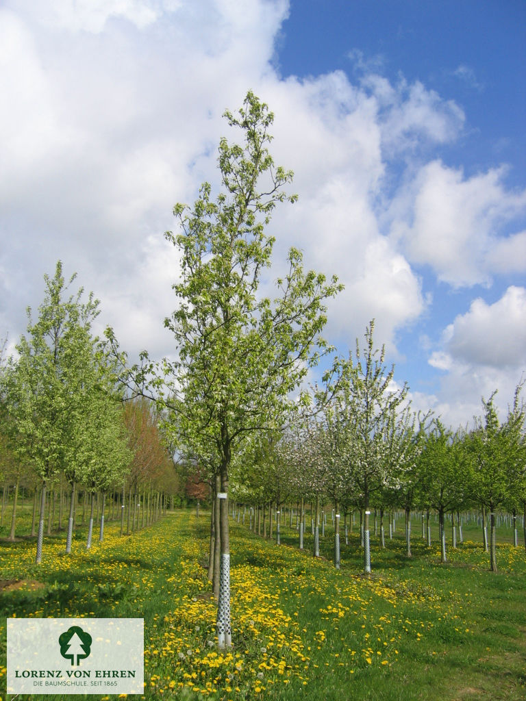 Pyrus communis 'Clapps Liebling'