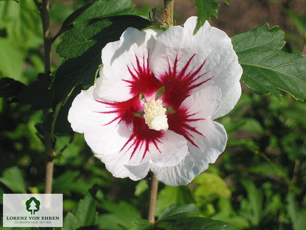 Hibiscus syriacus 'Red Heart'