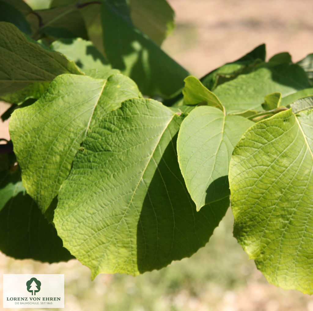 Styrax obassia
