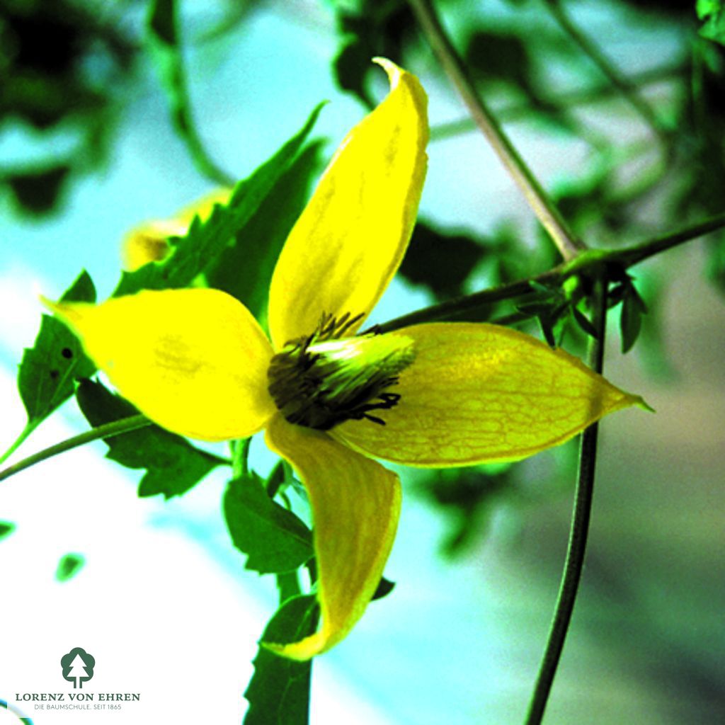 Clematis tangutica