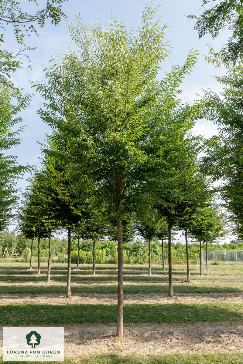 Zelkova serrata 'Green Vase'