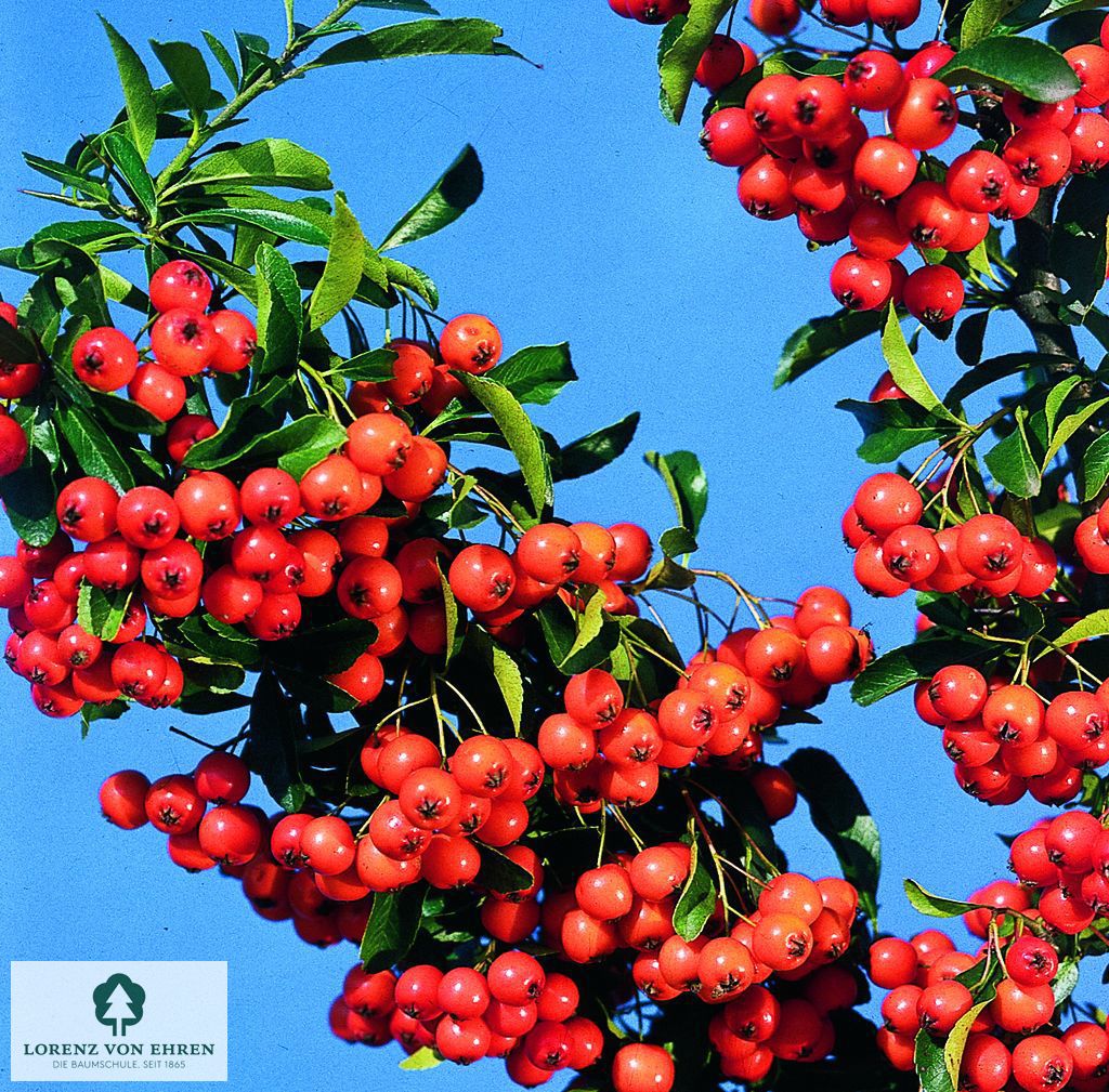 Pyracantha coccinea 'Bad Zwischenahn'