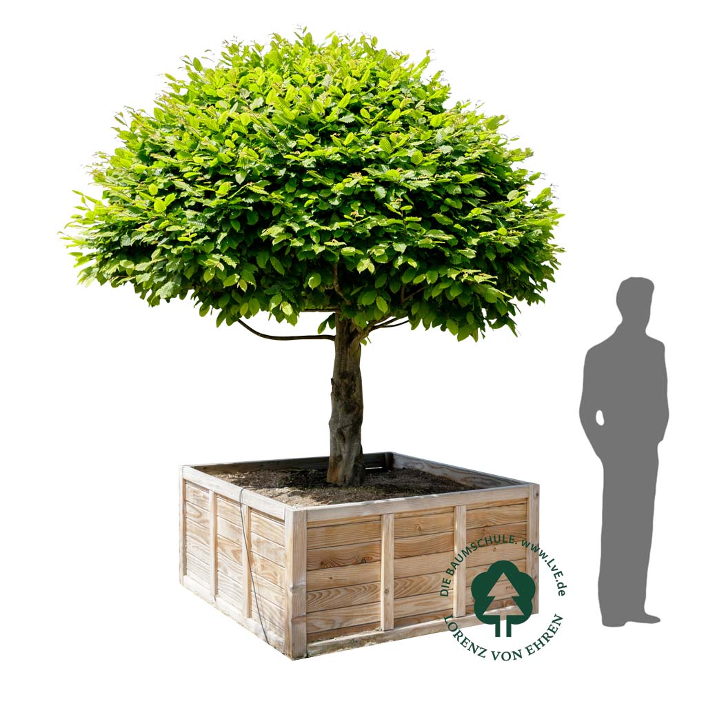 Carpinus betulus