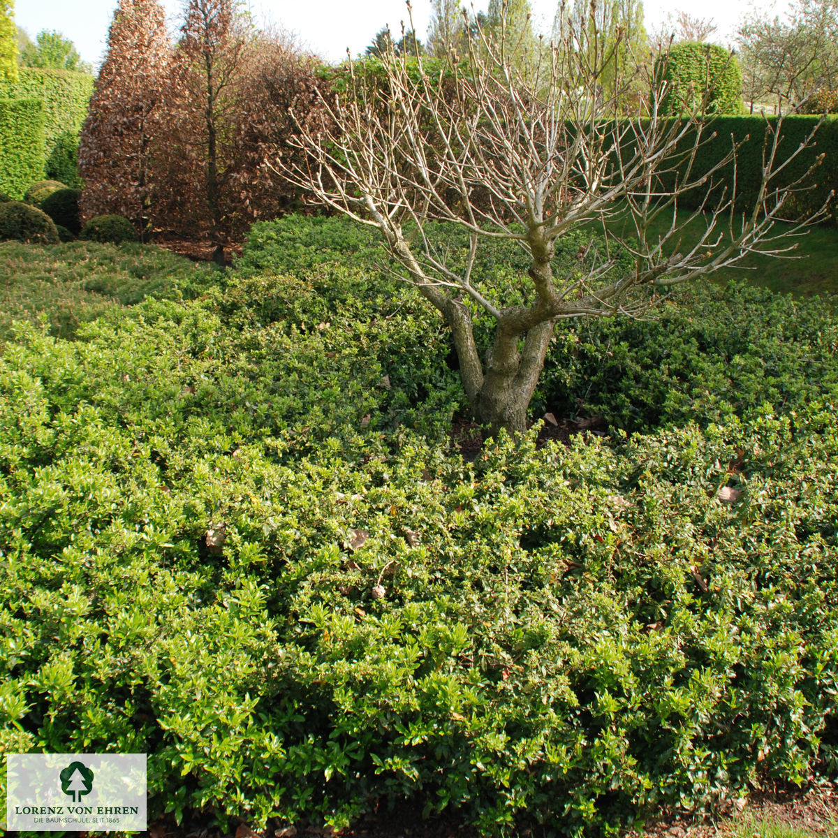 Pyracantha coccinea 'Red Cushion'