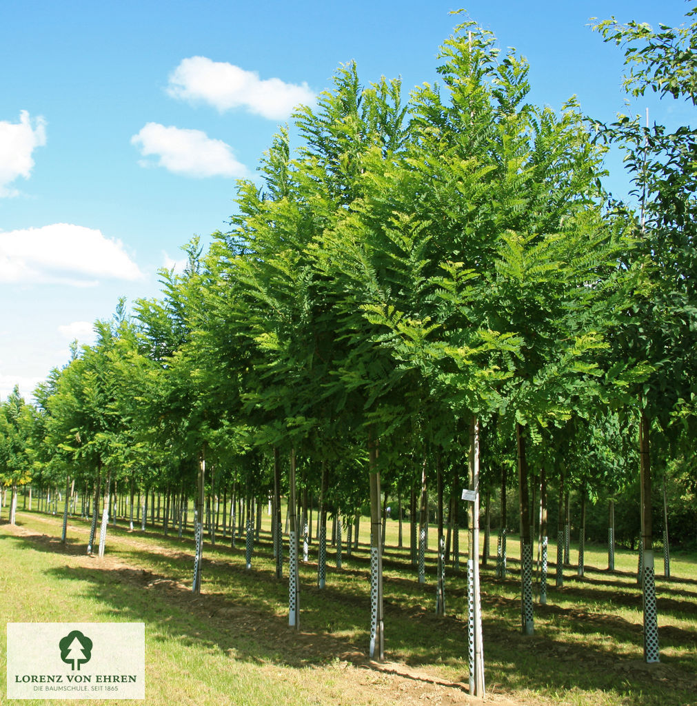 Robinia pseudoacacia 'Bessoniana'