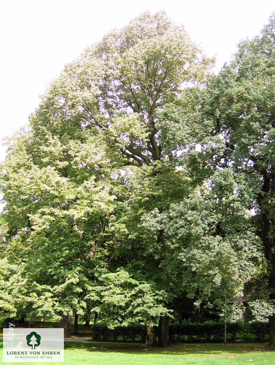 Tilia tomentosa