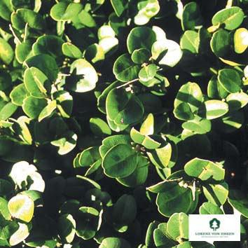 Buxus sempervirens 'Bullata'