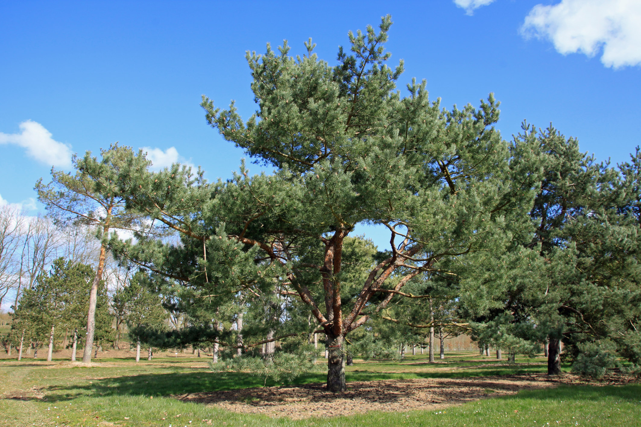 Großer Baum