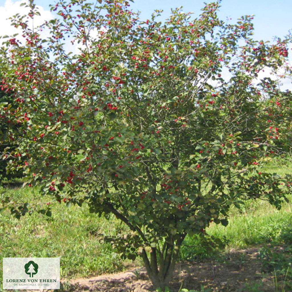 Crataegus coccinea