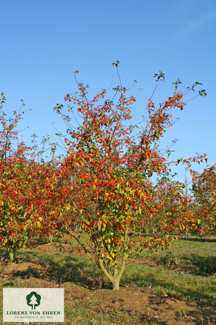 Malus 'Professor Sprenger'