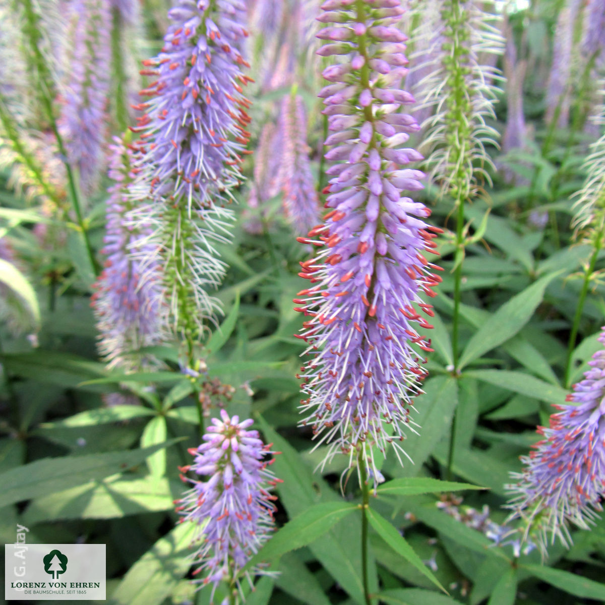 Veronicastrum virginicum