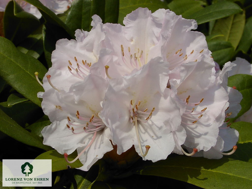 Rhododendron Hybride 'Jacksonii'