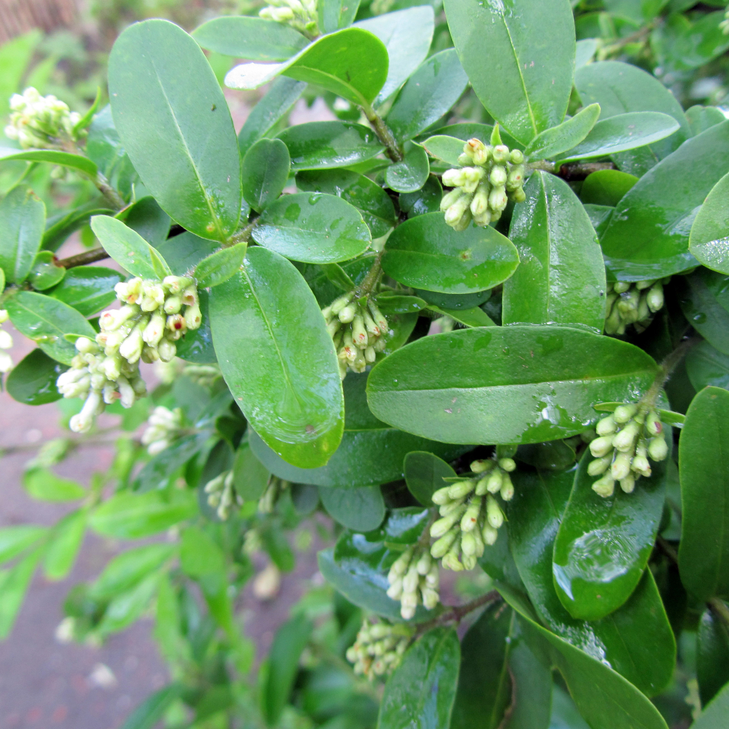 Die Kombination aus den charakteristischen Blättern und den duftenden Blüten schafft eine unvergleichliche Atmosphäre.