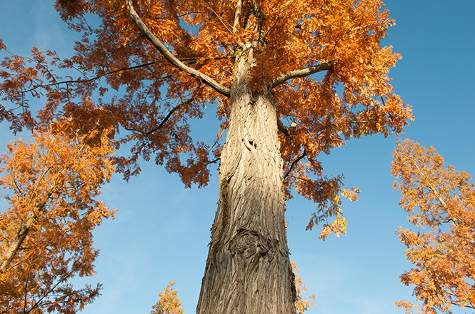 Blauer Himmel und ein Baum von unten fotografiert mit orangem Laub