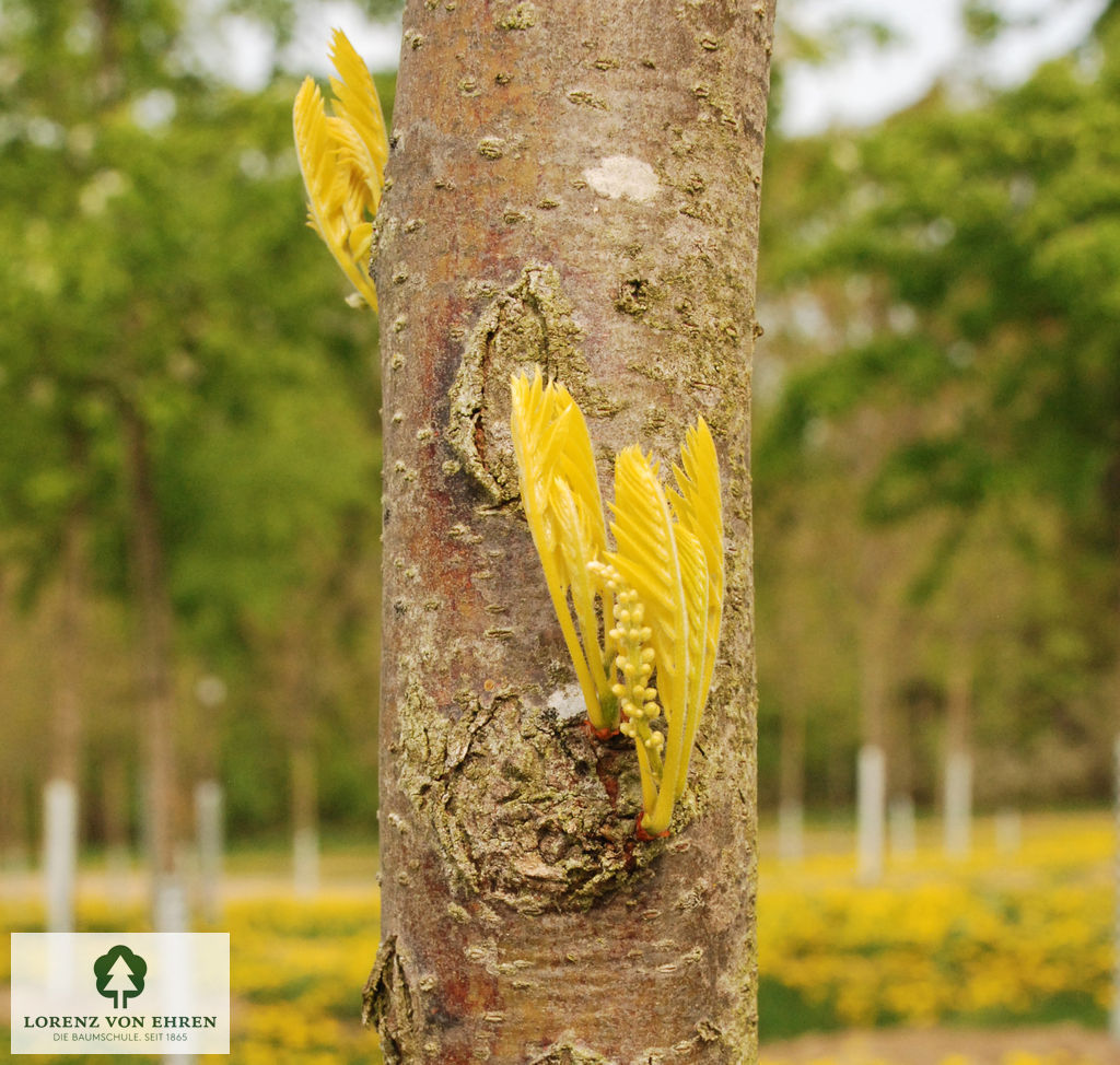 Gleditsia triacanthos 'Sunburst'