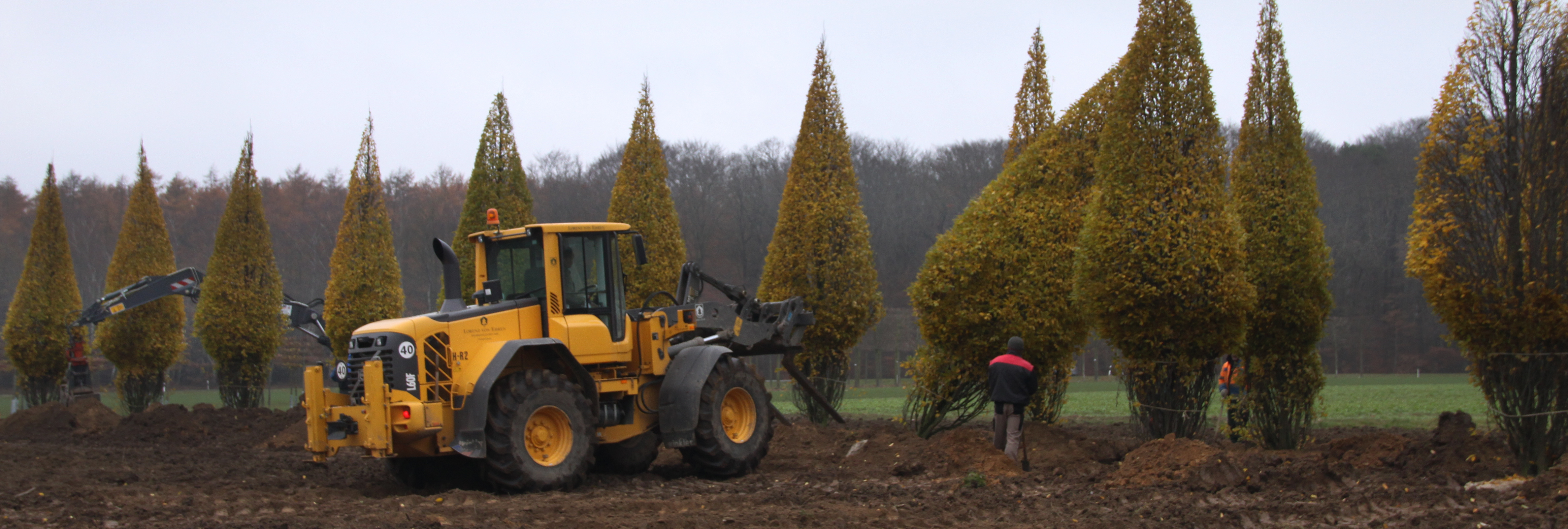 Roden von großen Carpinus betulus 'Lucas' Herbststimmung Kegelbäume
