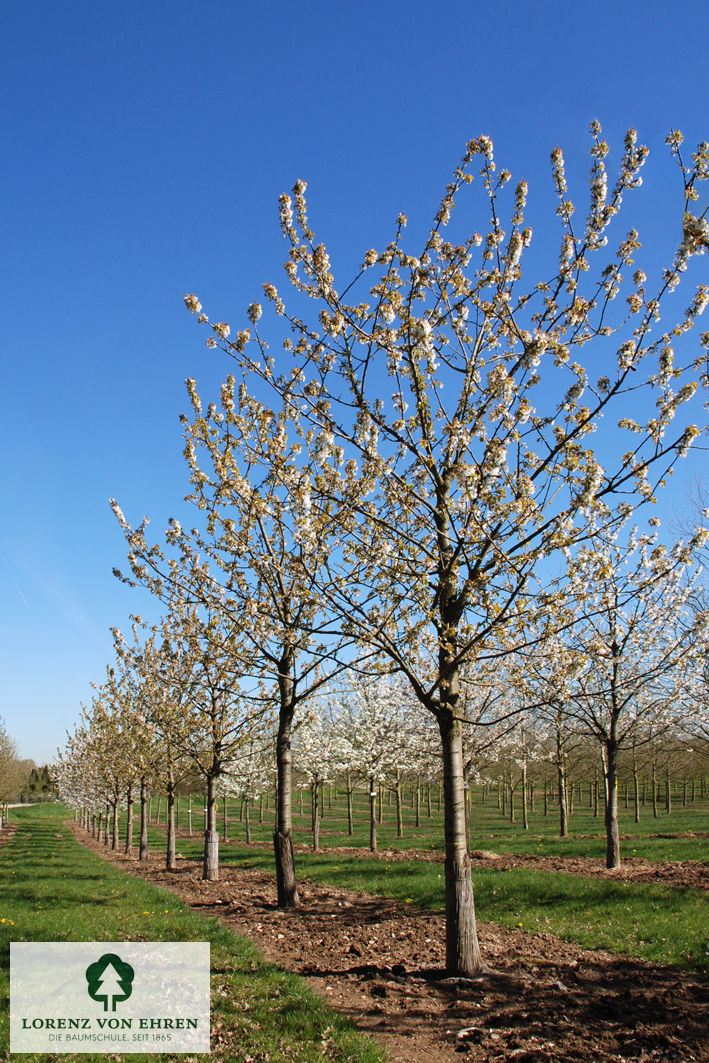 Prunus avium 'Burlat'