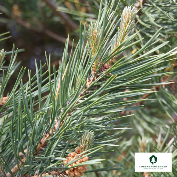 Pinus sylvestris Unikat