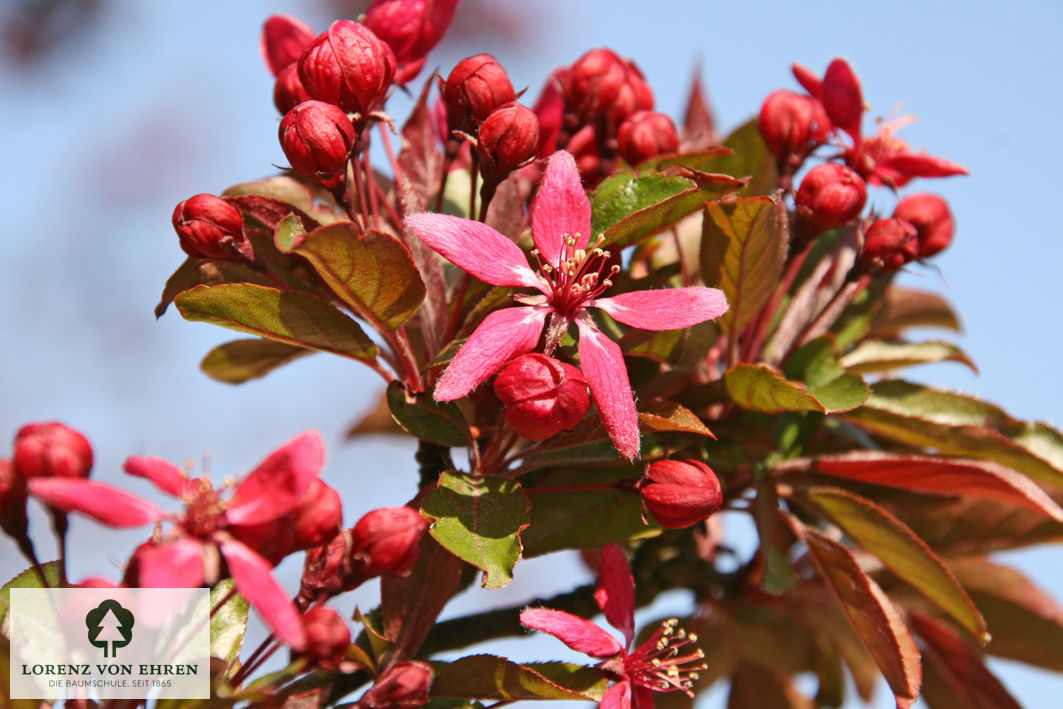 Malus 'Eleyi'