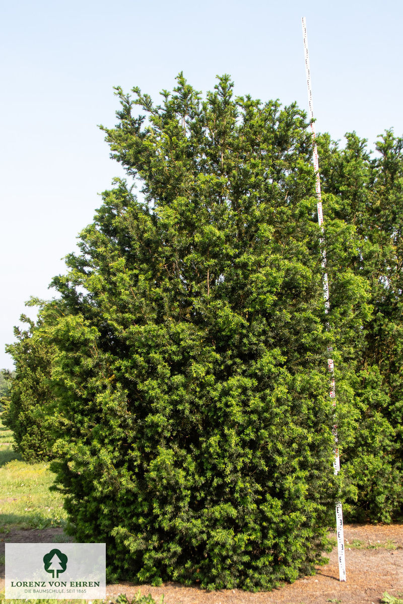 Taxus media 'Hicksii'