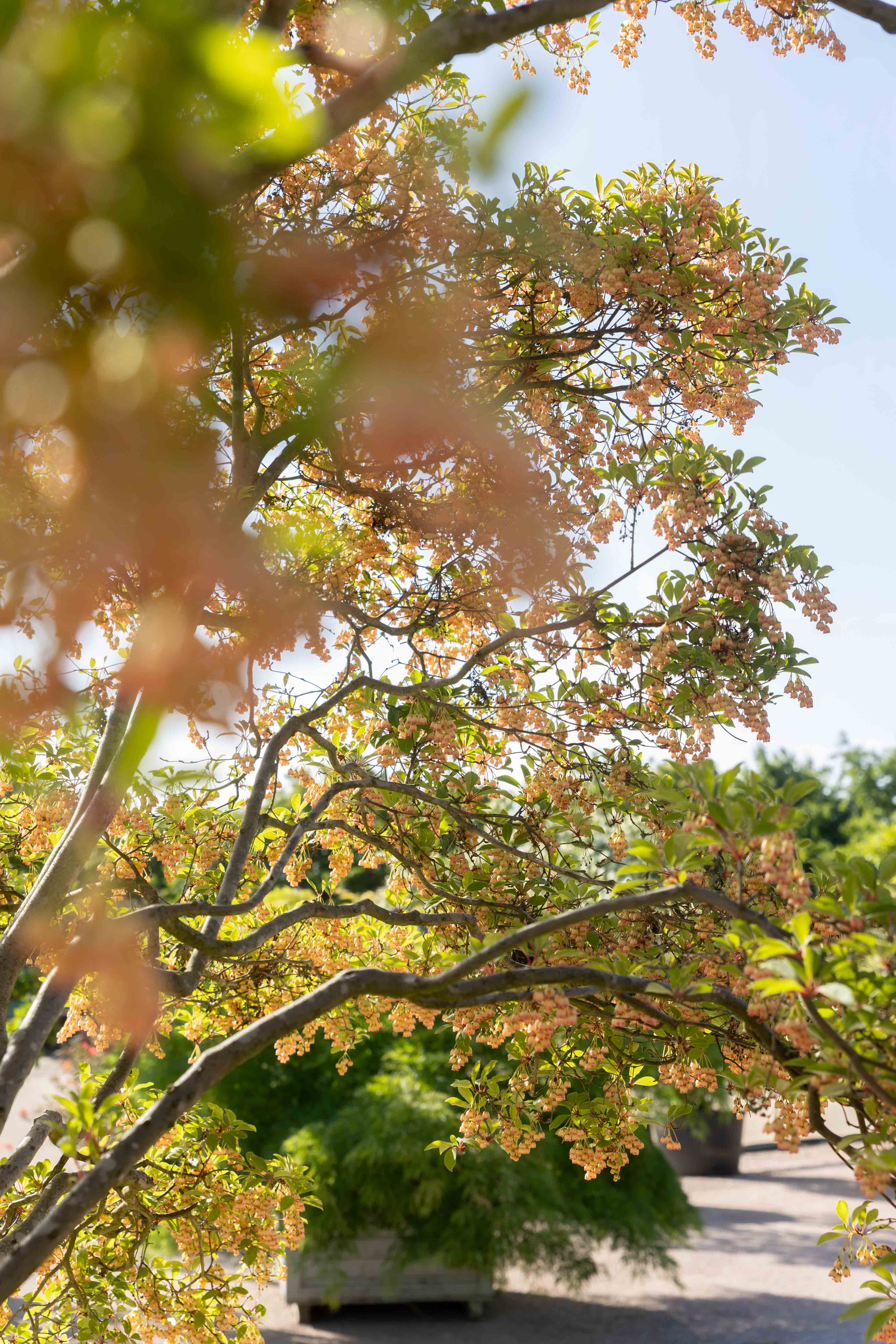 Enkianthus campanulatus Bonsai