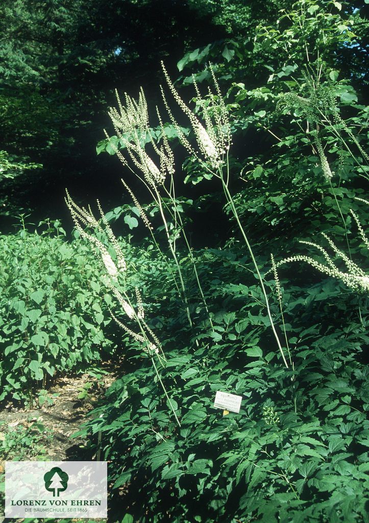 Cimicifuga racemosa cordifolia