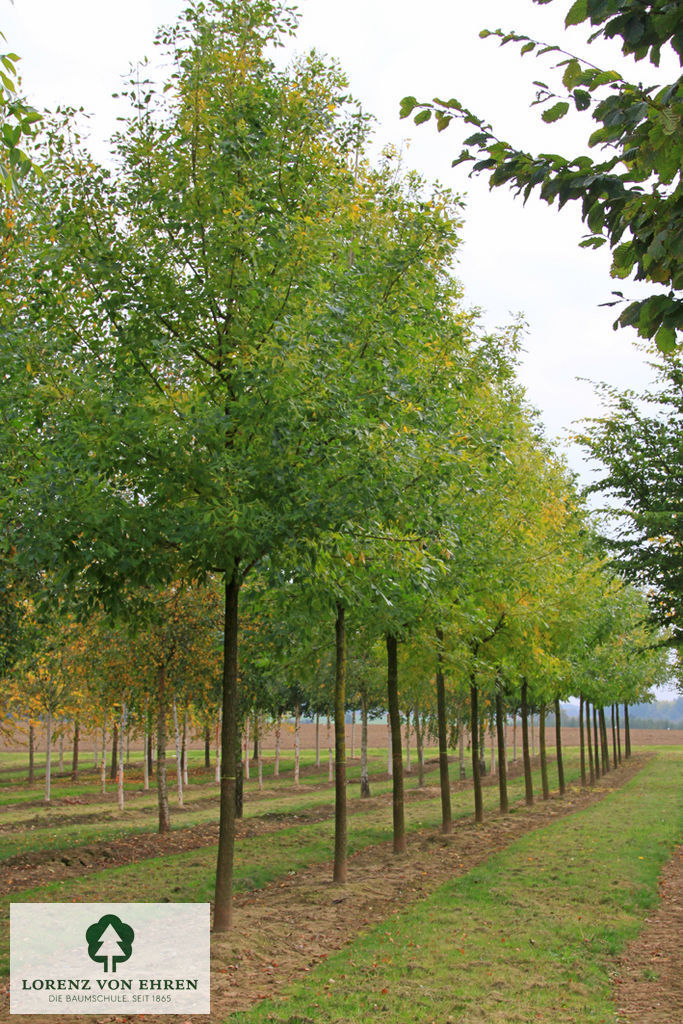 Fraxinus americana