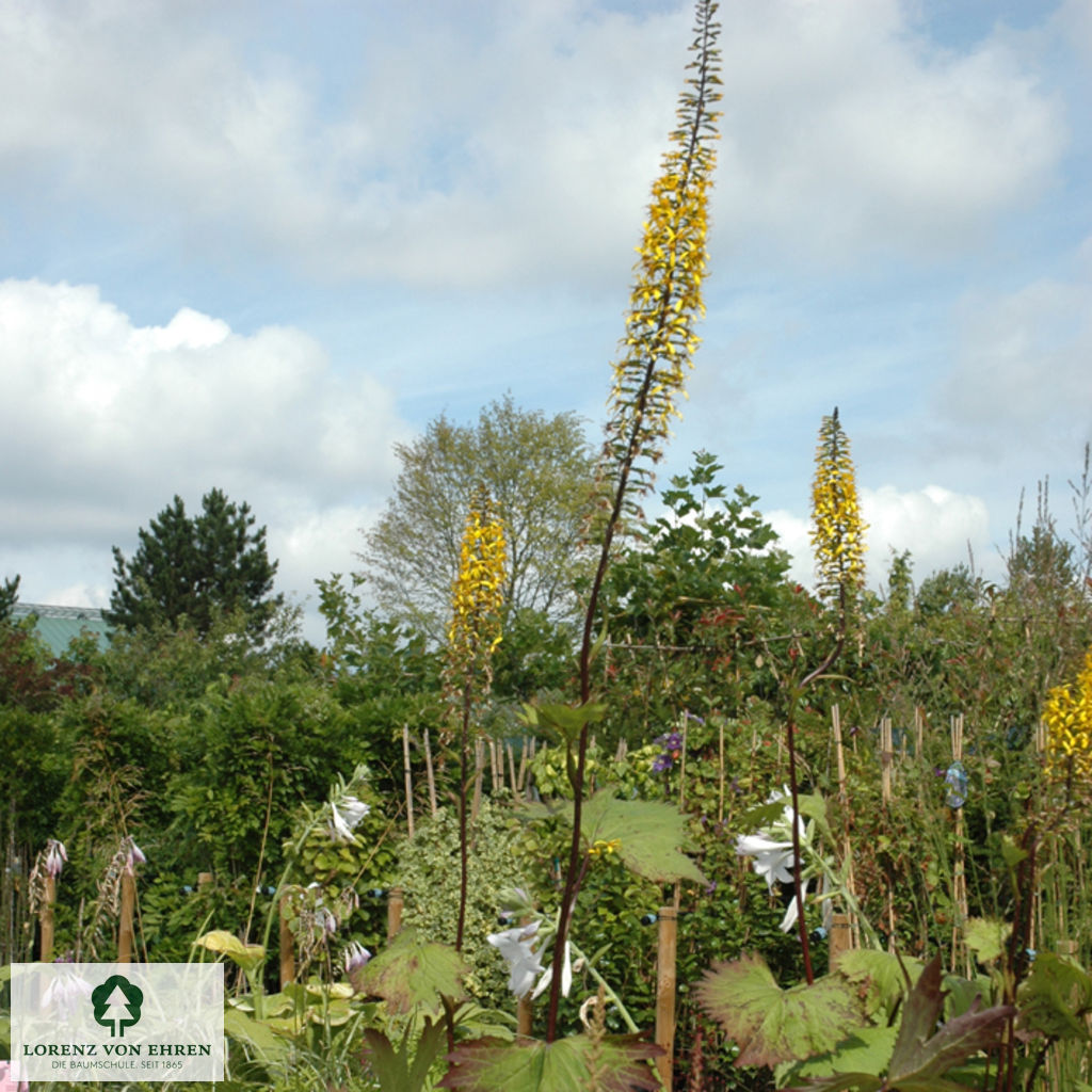 Ligularia przewalskii