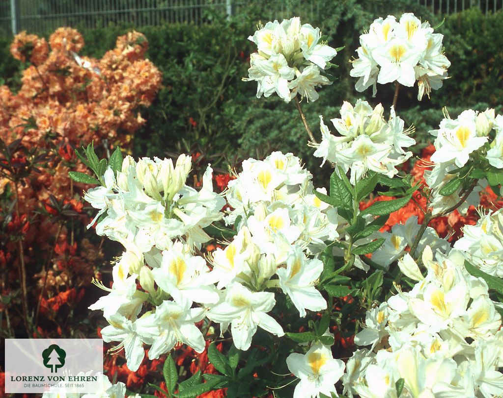 Rhododendron Azalea 'Persil'