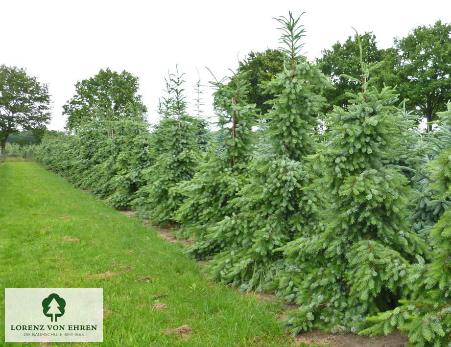 Picea omorika 'Pendula'