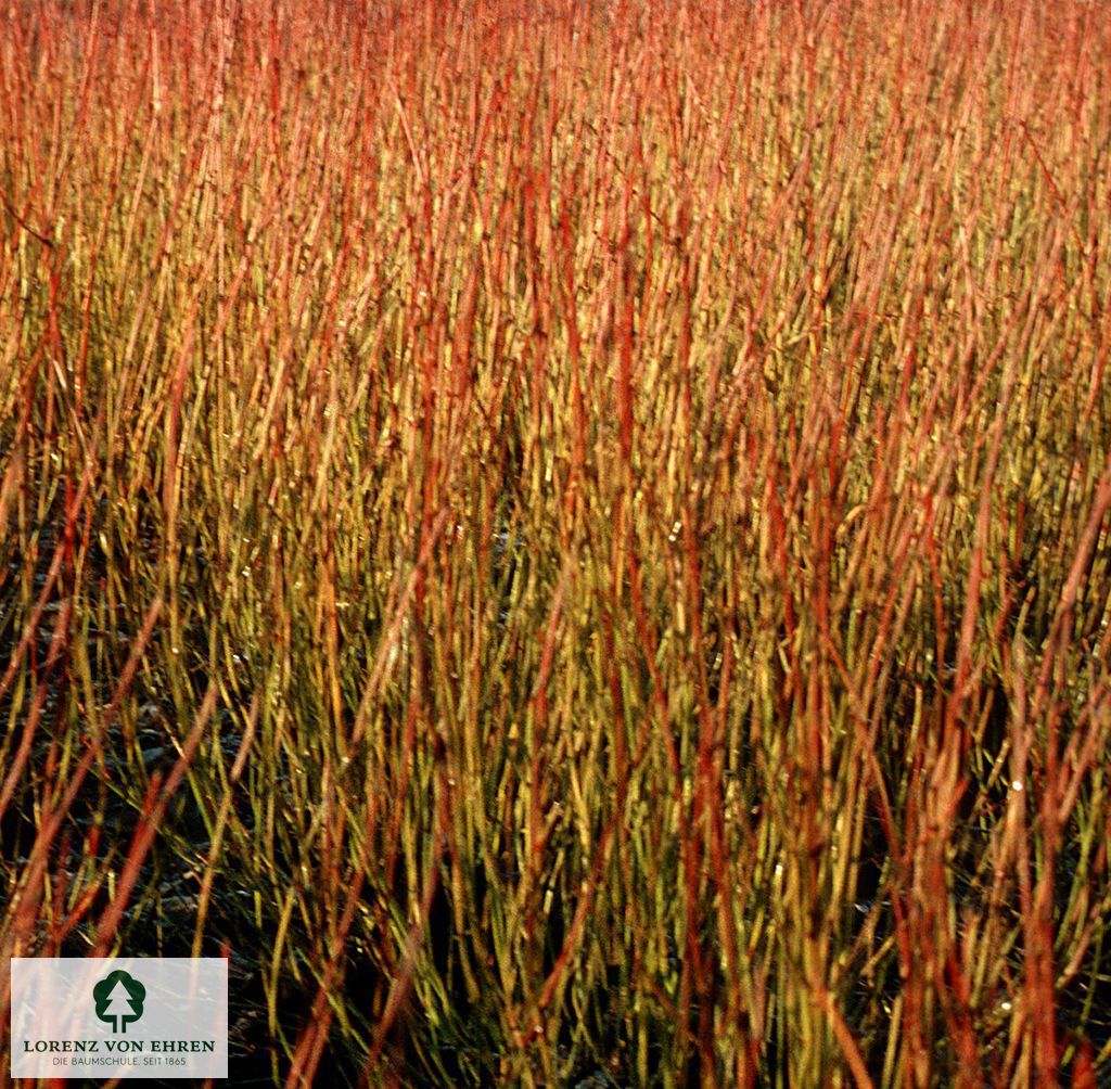 Cornus stolonifera 'Kelsey'