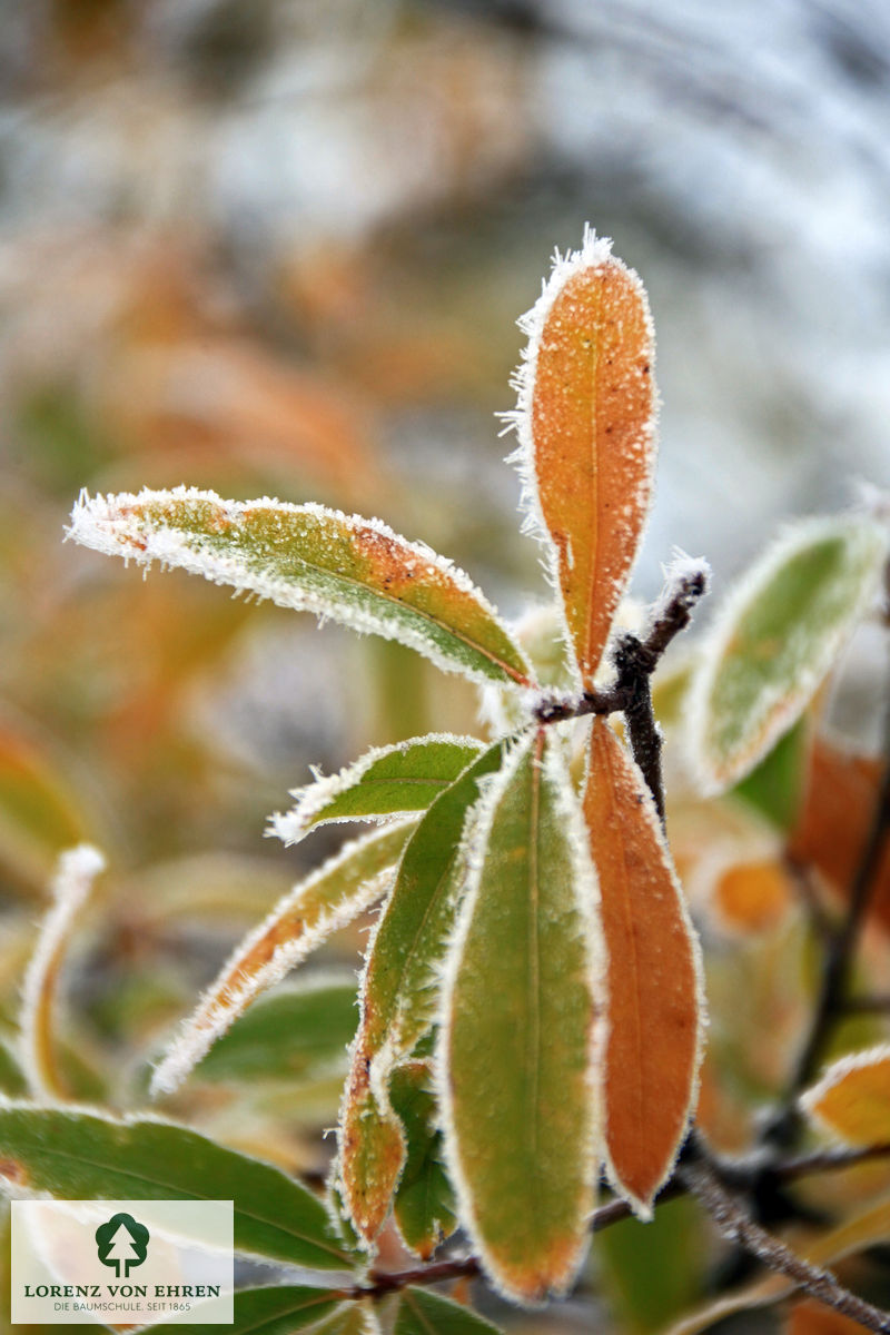 Quercus phellos