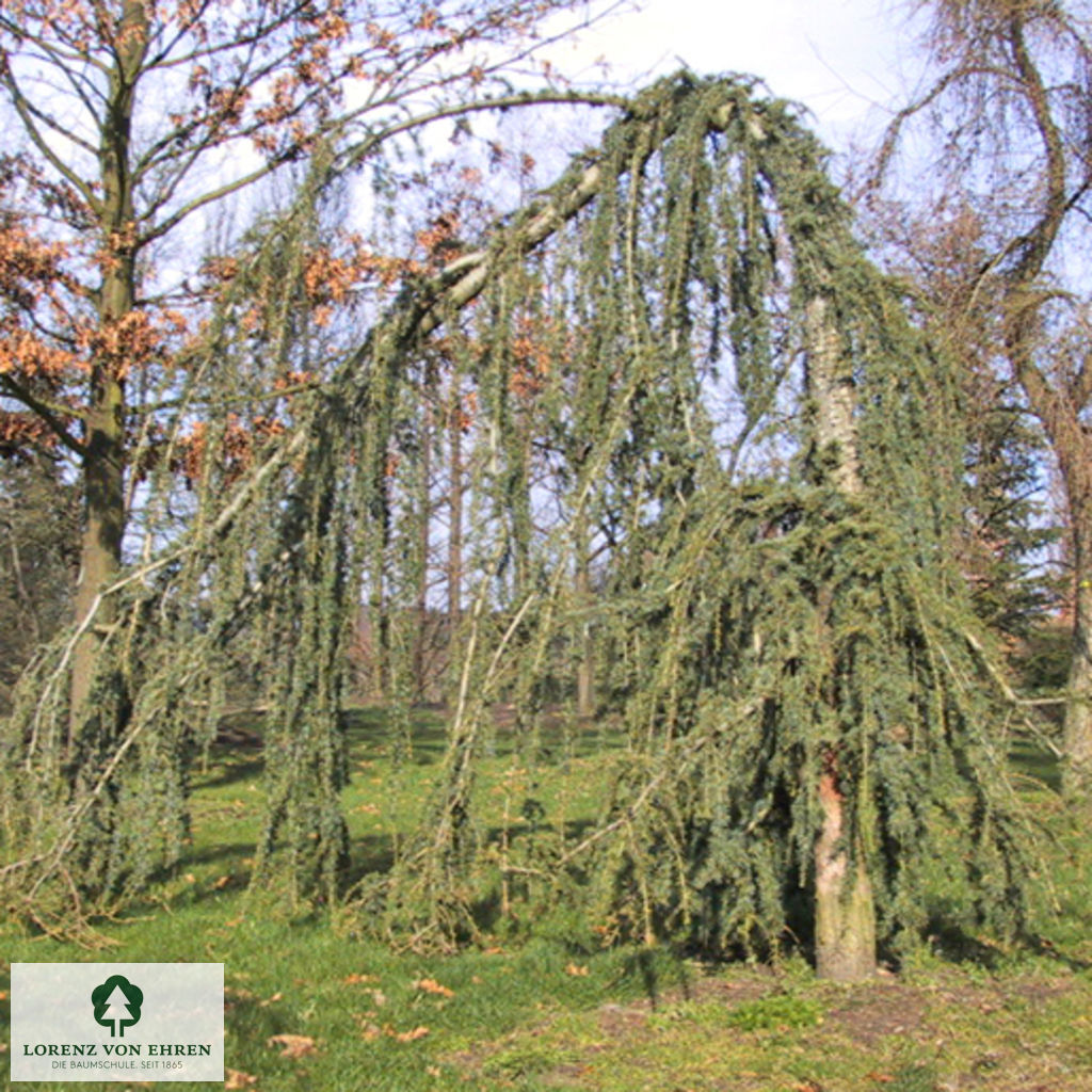 Cedrus atlantica 'Glauca Pendula'