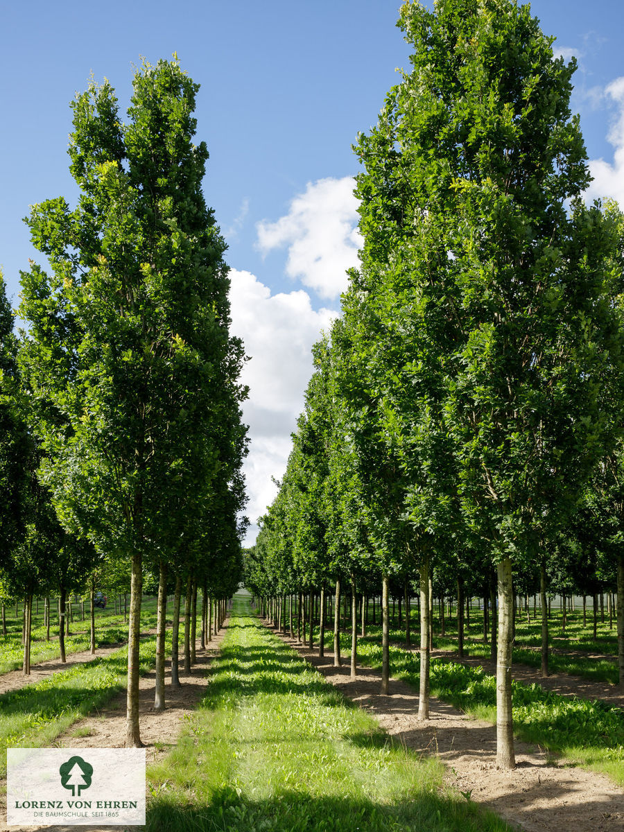 Quercus robur 'Fastigiata Koster'