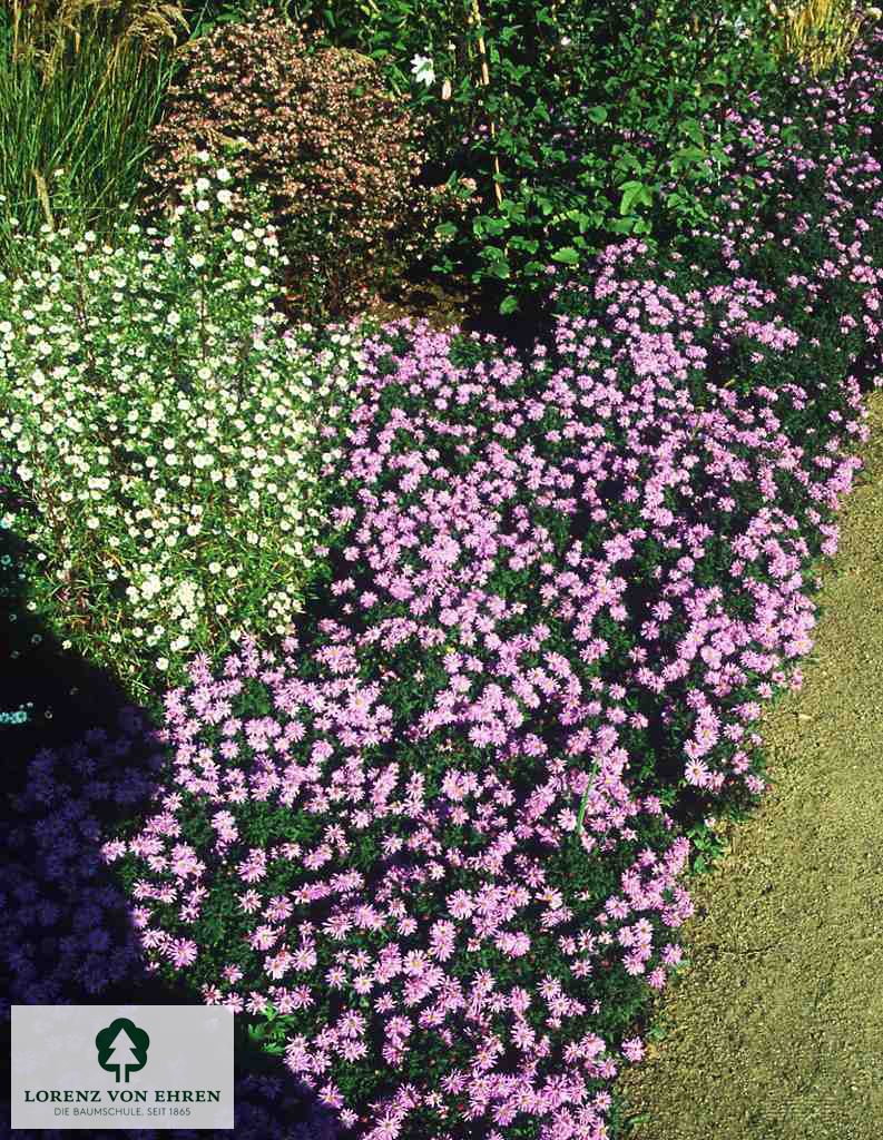 Aster dumosus 'Professor Anton Kippenberg'