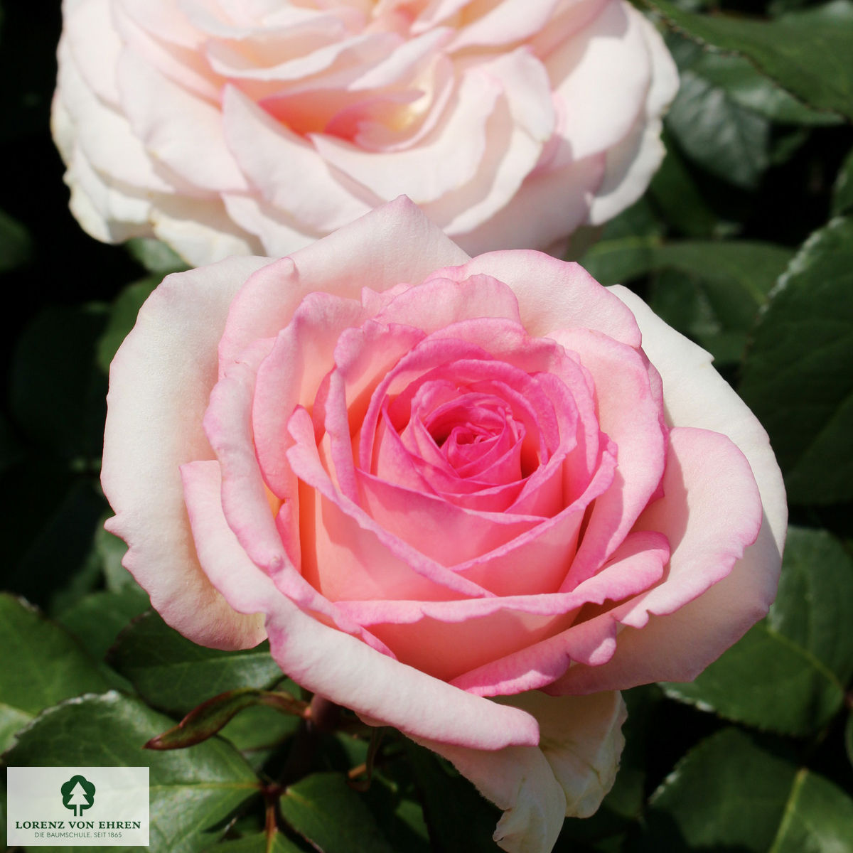 Rosa 'Souvenir de Baden-Baden'