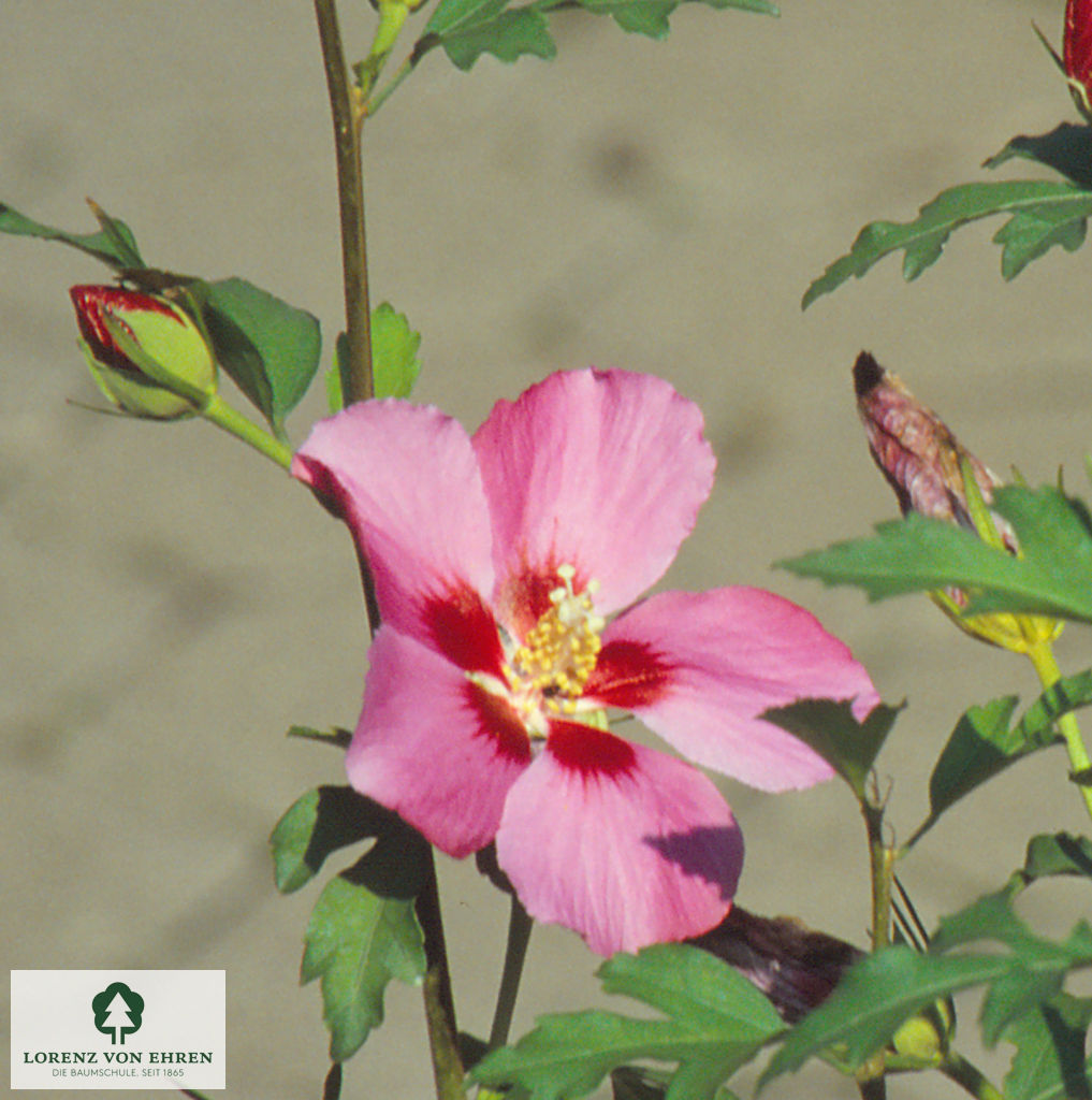 Hibiscus syriacus 'Pink Flirt'