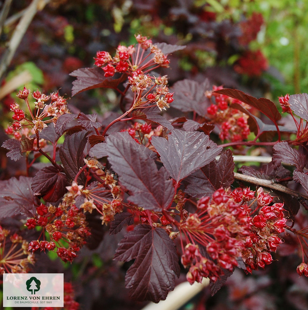 Physocarpus opulifolius 'Diabolo'