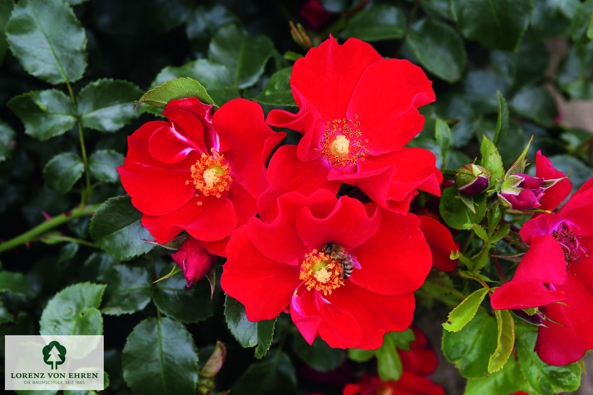 Rosa 'Alexander von Humboldt'