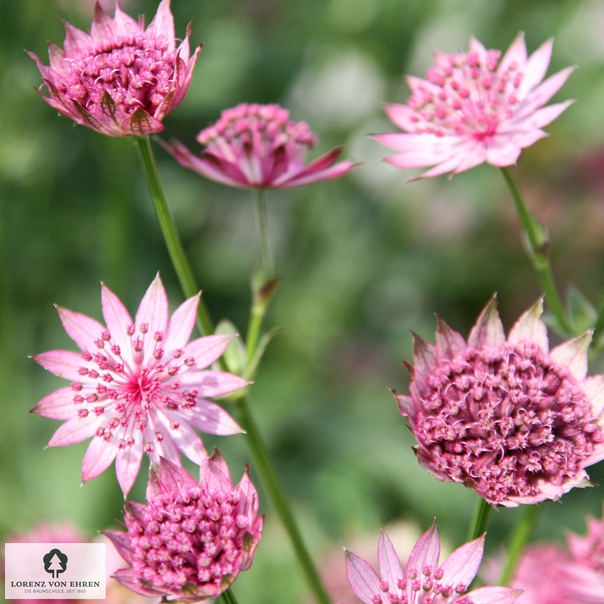 Astrantia major 'Roma'