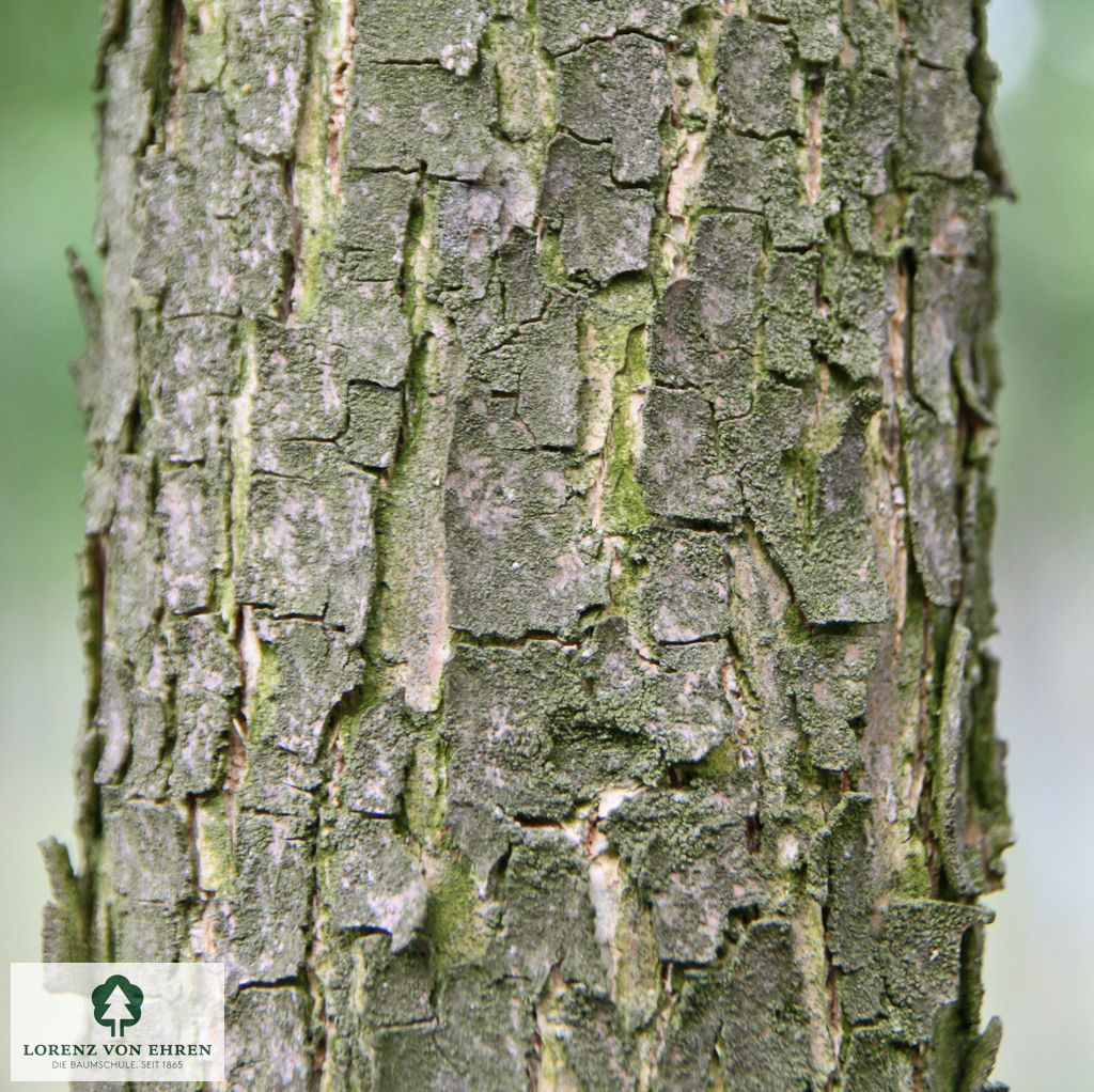 Fraxinus pennsylvanica 'Summit'