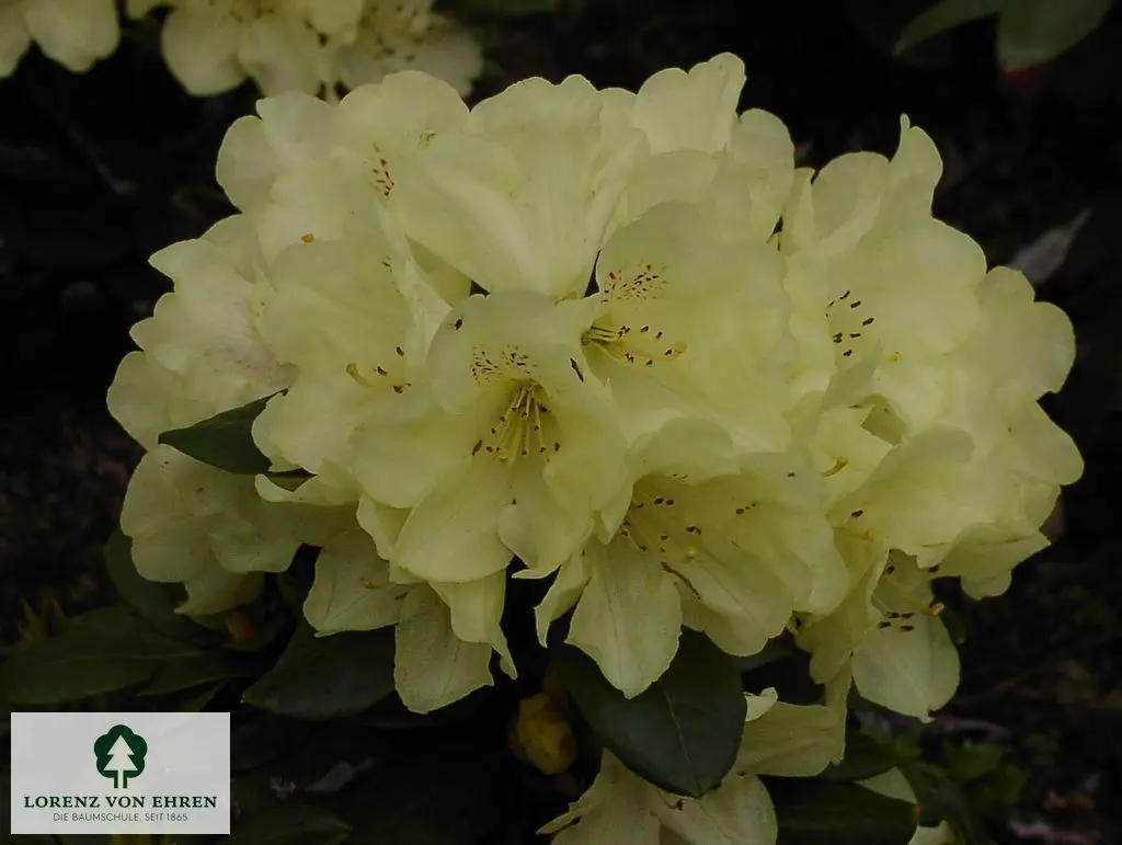 Rhododendron yakushimanum 'Goldprinz'
