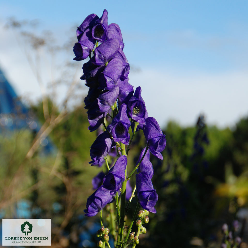 Aconitum carmichaelii 'Arendsii'