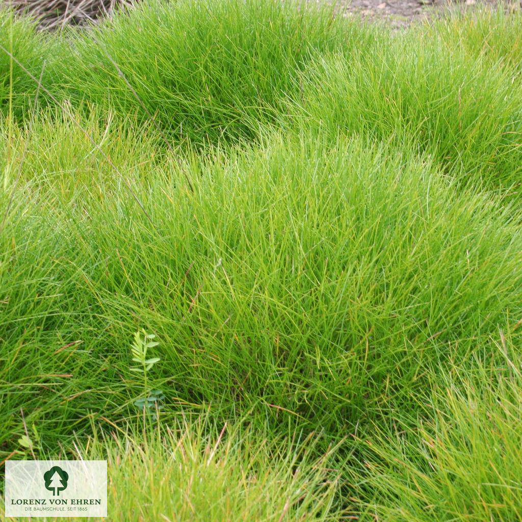 Festuca gautieri 'Pic Carlit'